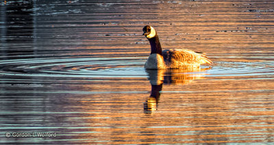 Lone Swimming Goose DSCF5625