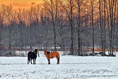 Winter Horses At Sunrise P1240261-3