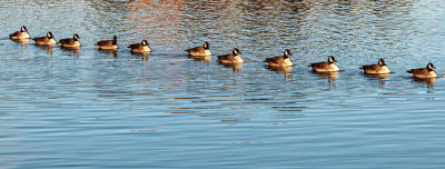 Got My Geese In A Row DSCF5720