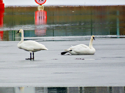 Swans On Ice DSCF5784