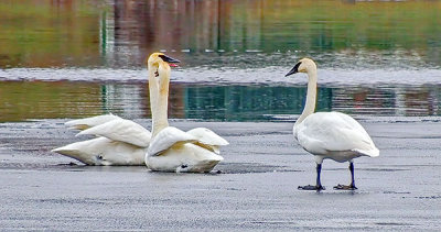 Three Swans On Ice DSCF5794