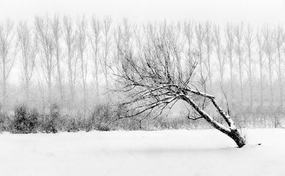 Snowy Leaning Tree P1010314-6