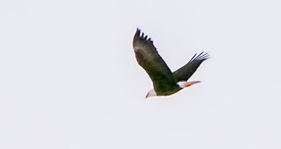 Bald Eagle In Flight P1020550