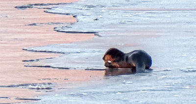 Otter On Ice At Sunrise P1020772.4 (crop)