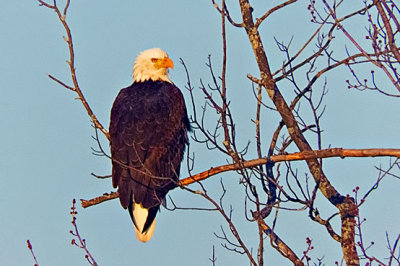 Eagle In A Tree DSCF5957