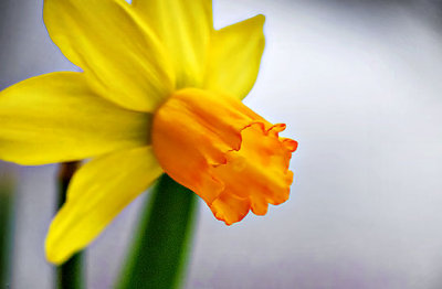 Miniature Daffodil P1030014-6