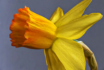 Miniature Daffodil Closeup P1030327-8