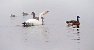 Ducks Geese & Swan In Fog P1030425