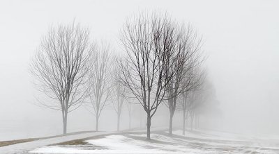Trees In Fog P1030443-5