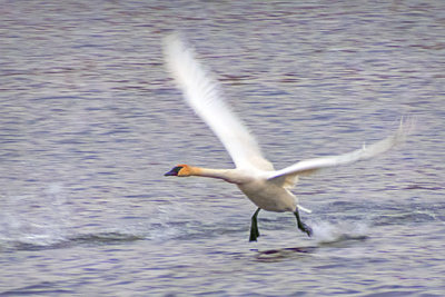 Swan Taking Flight DSCF6021