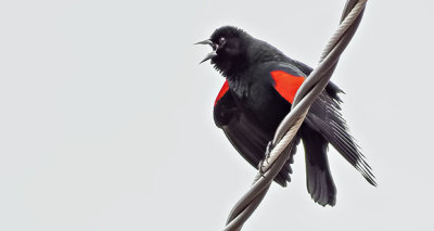 Red-winged Blackbird Calling DSCF6224