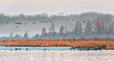 Migrating Geese At Sunrise DSCF21472