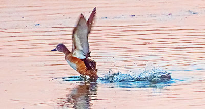 Duck Taking Flight DSCF6453