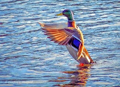 Ducks of Smiths Falls