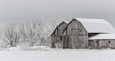 Barns In Spring Wonderland DSCF6589