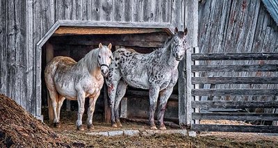 Two Horses In Their Barn Door P1040707-9