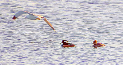 Gull Photobombs Hooded Mergansers DSCF6693