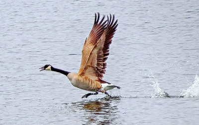 Goose Taking Flight S0186828