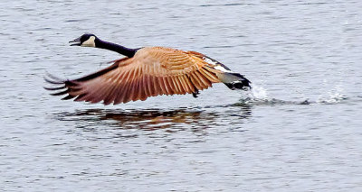 Goose Taking Flight S0186829