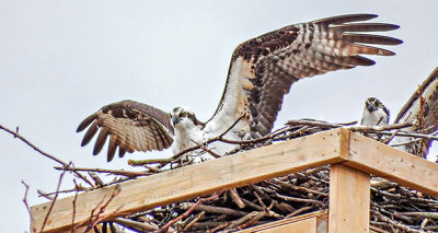Ospreys In Nest DSCF6879