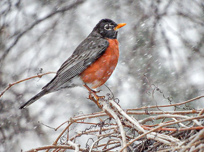Robin In Snowfall S0117194