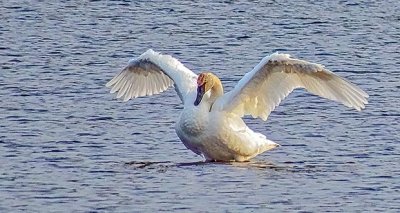 Stretching Swan S0037076