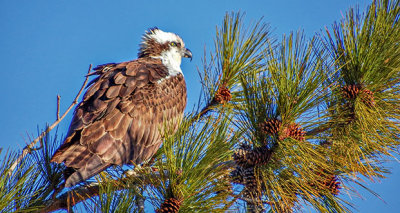 Osprey In A Pine Tree S0167280