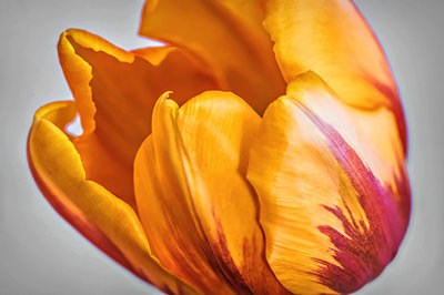 Yellow & Burgundy Tulip P1050121-6
