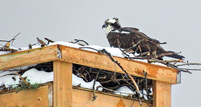 Snowy Osprey Nest S0017398-9