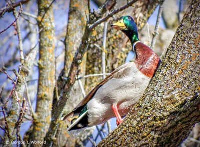 Mallard In A Tree DSCF7593