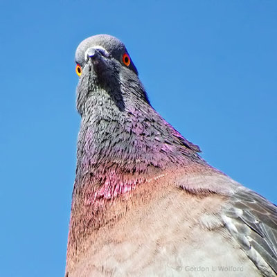 Getting The Pigeon Evil Eye DSCF7790