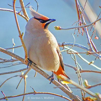 Bohemian Waxwing DSCF8102