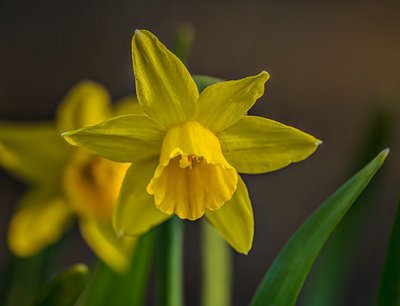 Miniature Daffodil P1050702-10