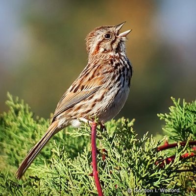 Song Sparrow Singing S0028284