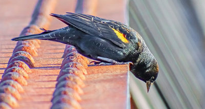 Curious Red-winged Blackbird DSCF7819