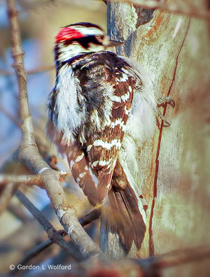 Woodpecker Pecking DSCF8546