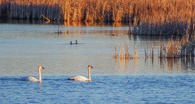 Swans In The Swale DSCF8601