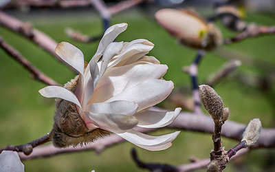 Spring Blossom P1050912