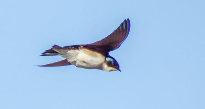 Swallow In Flight DSCF9050