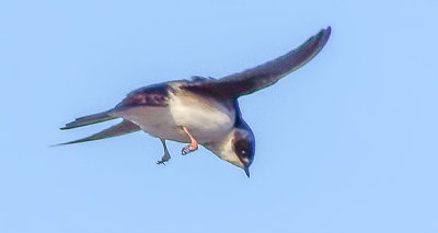 Swallow In Flight DSCF9041