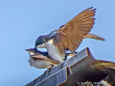 Swallows of Smiths Falls