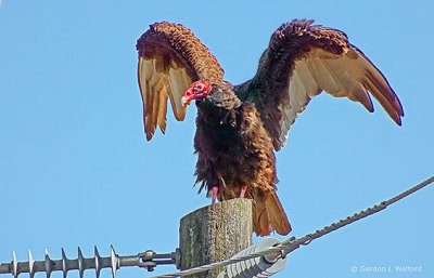 Stretching Vulture On A Power Pole DSCF9446