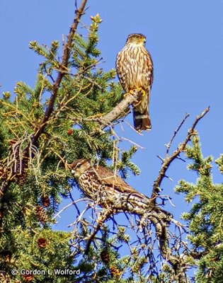 Two Merlins In A Pine Tree DSCF9626