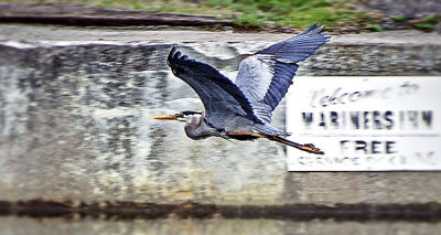 Heron In Flight DSCF10090