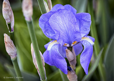 Miniature Purple Iris P1060654-6