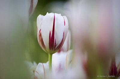 2016 Tulip Festival P1060755