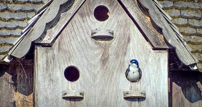 Tree Swallow In A Birdhouse DSCF10526