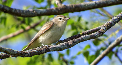 Warbling Vireo DSCF10530