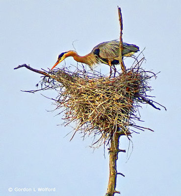 Heron On Its Nest DSCF10583