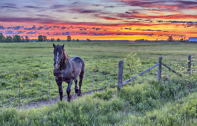 Equine Pal At Sunrise P1070206